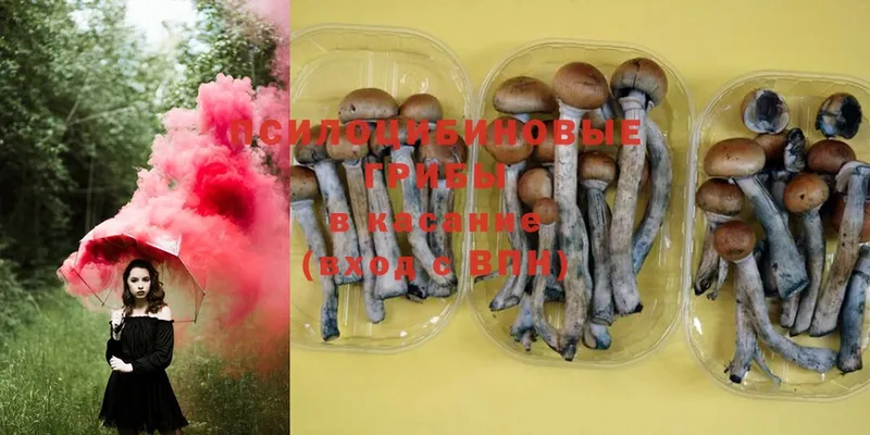 Галлюциногенные грибы MAGIC MUSHROOMS  blacksprut маркетплейс  Менделеевск 